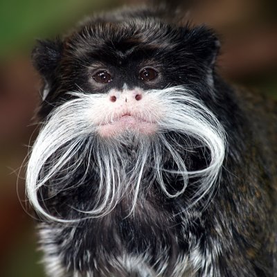 A tamarin monkey.